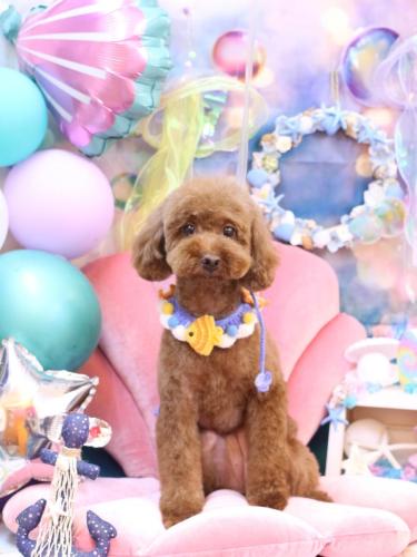 20240816きなこちゃん